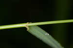 Clustered fescue